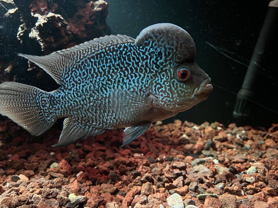 FLOWERHORN KAMFA HIGH