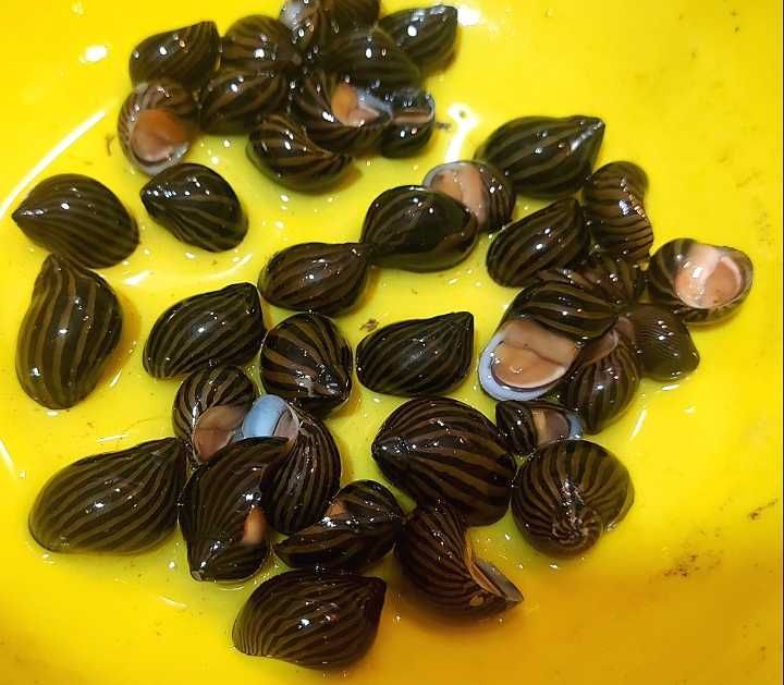 Улитки неритины разные пагода  кролики фаунусы моллюски