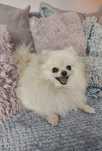 Szpic miniaturowy pomeranian FCI ZKwP 26 lat hodowli Rivulus