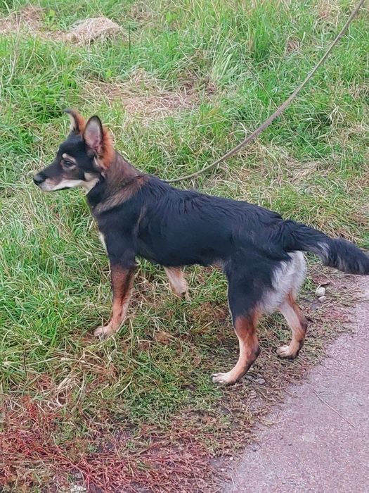 Отдаю собаку бесплатно СРОЧНО!!!