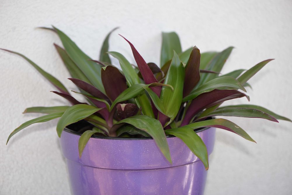 Традесканція покривальчаста, Рео (Tradescantia spathacea compacta)
