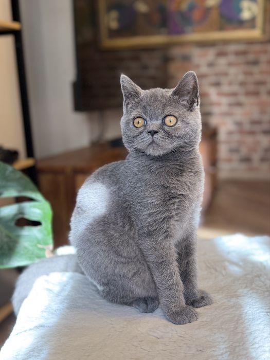 Niebieski szkocki prostouchy kocurek