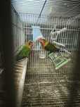 Agapornis Fischer machos
