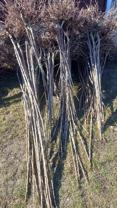 Саджанці плодових, щепи