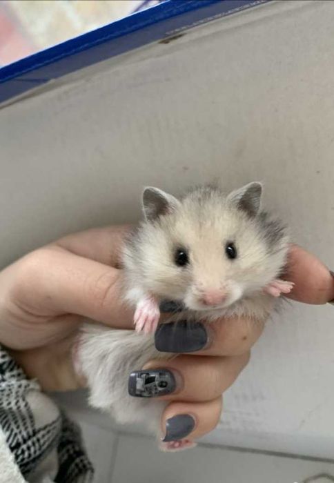 Продам красивого  ангорка,сатин  и др