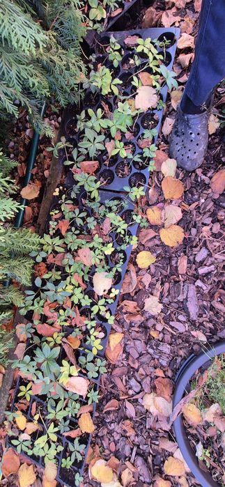 Ciemiernik biały zimowa róża