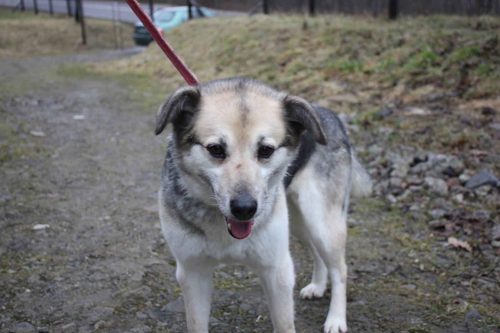 Suczki Saba i Kulka do adopcji. Oddam pieski