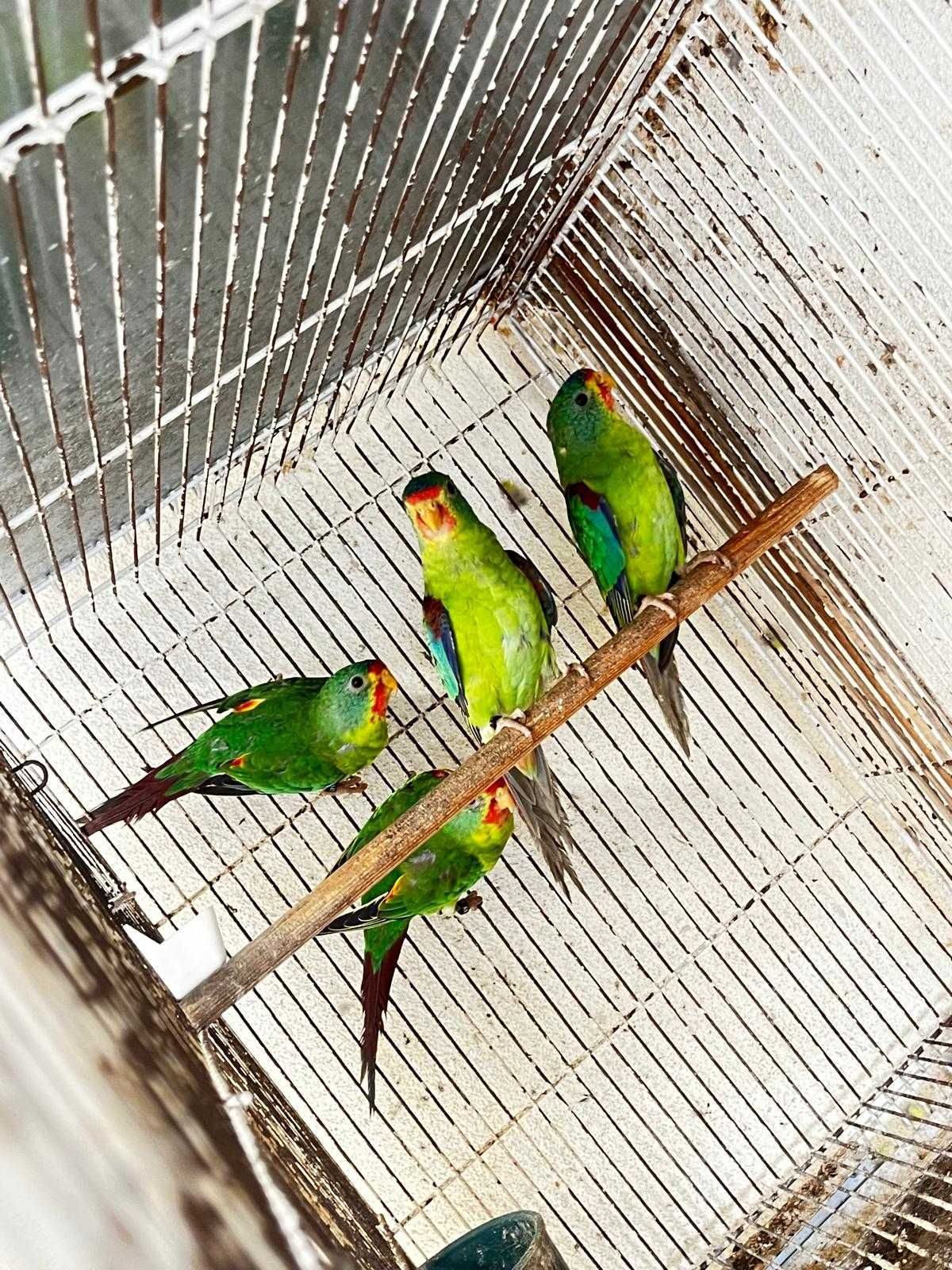 Periquitos Swifts