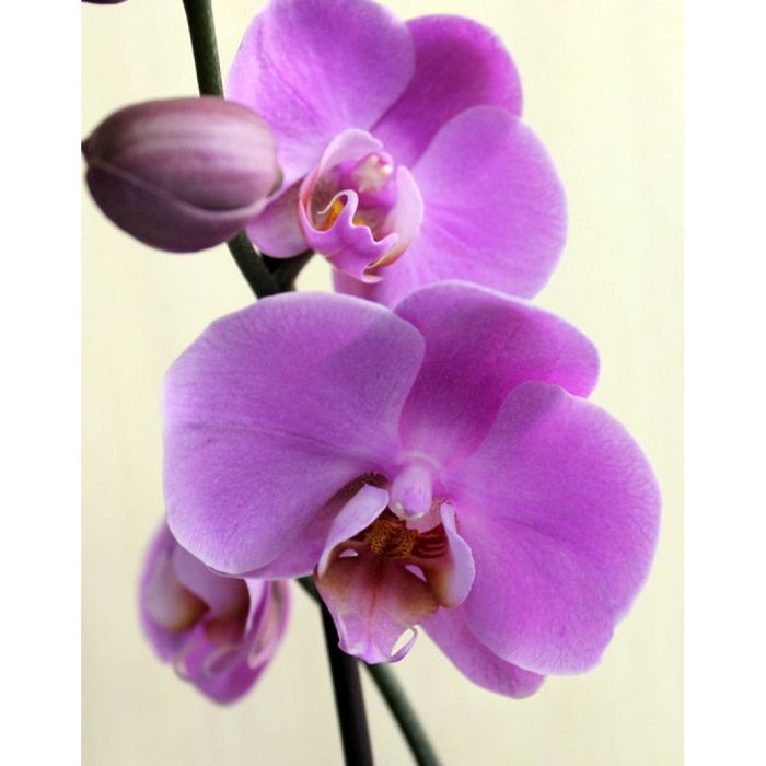 Орхідея, фаленопсис