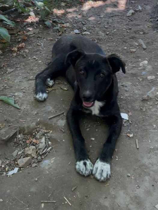 Piesek do Adopcji