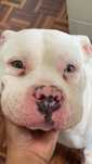 American Bully para adoção