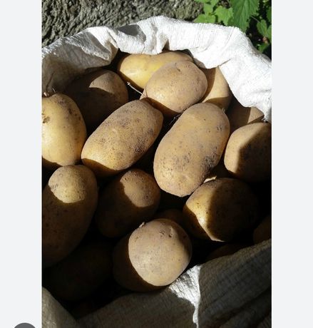 Домашня картопля