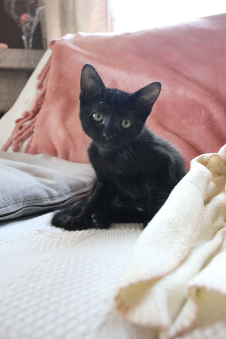 FÊMEA | Gatinha muito amorosa disponível para adoção muito responsável