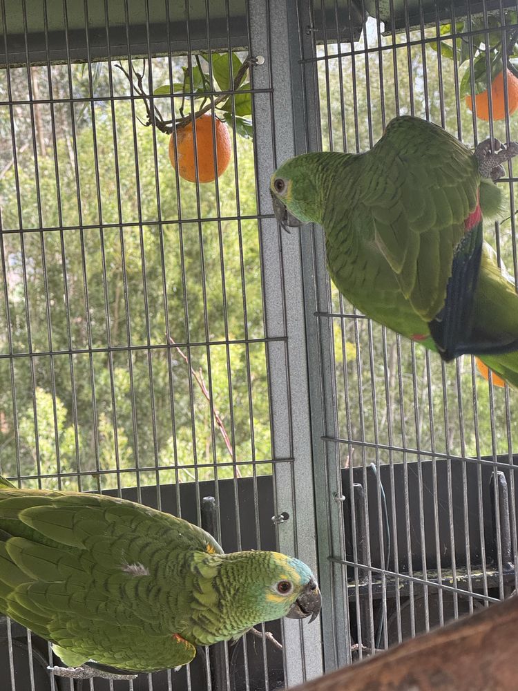 VENDO CASAL AMAZONAS AESTIVAS