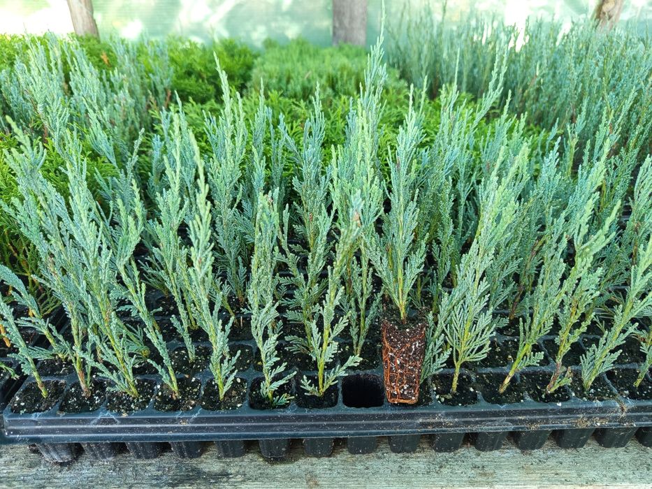 Ялівець блю еров, скай рокет, блю чіп