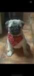 PUG CARLIN !!!!!
