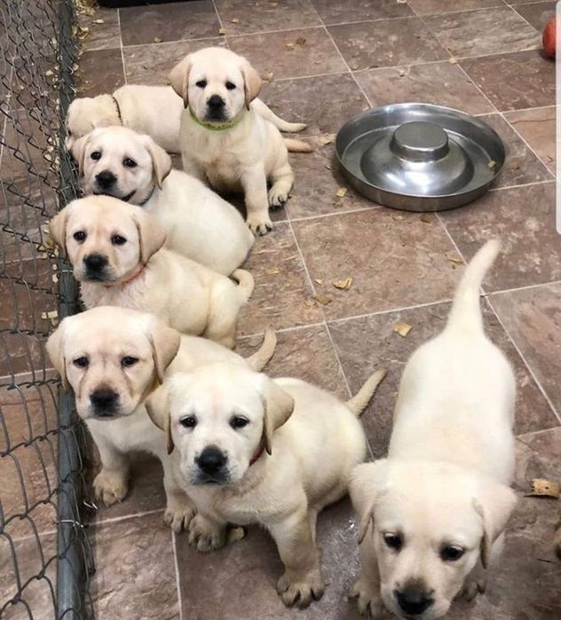 Элитные щенки Питомника Лабрадор Ретривер доставка по Украине