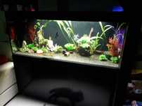 Akwarium Aquael glossy 150cm