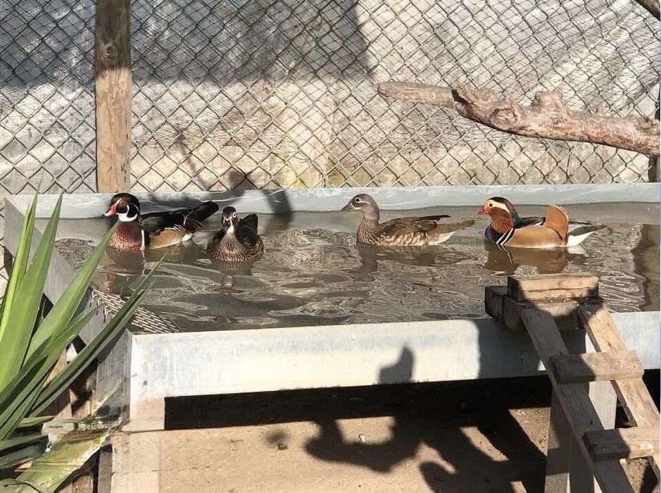 Varios patos Exoticos