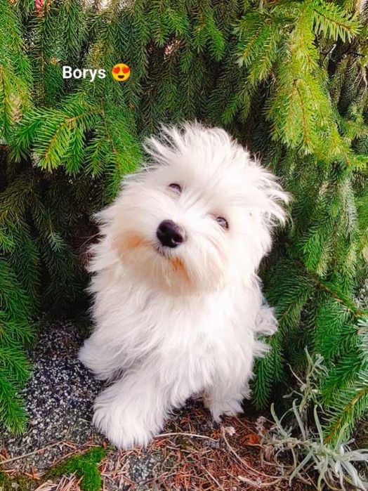 Hawańczyk - śliczny piesek. Związek Kynologiczny w Polsce