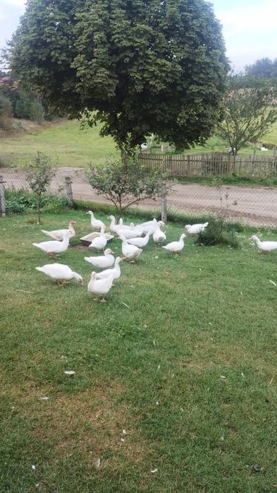 Kaczki piżmowe sprzedam