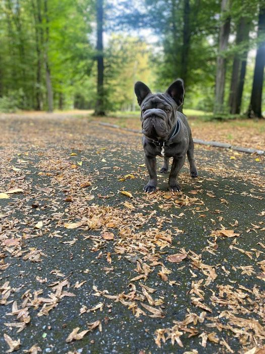 В'язка, Французький бульдог Біг Роп