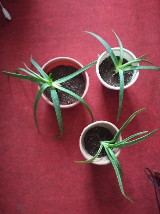 Алое вера,  алое