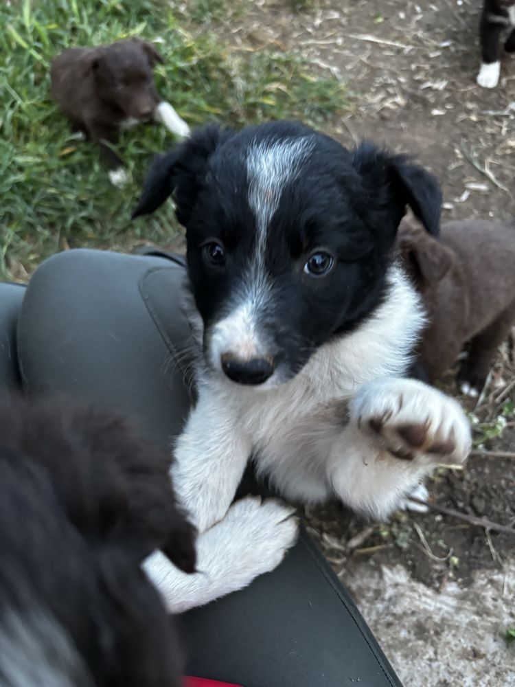 Cachorros Broder Collie's