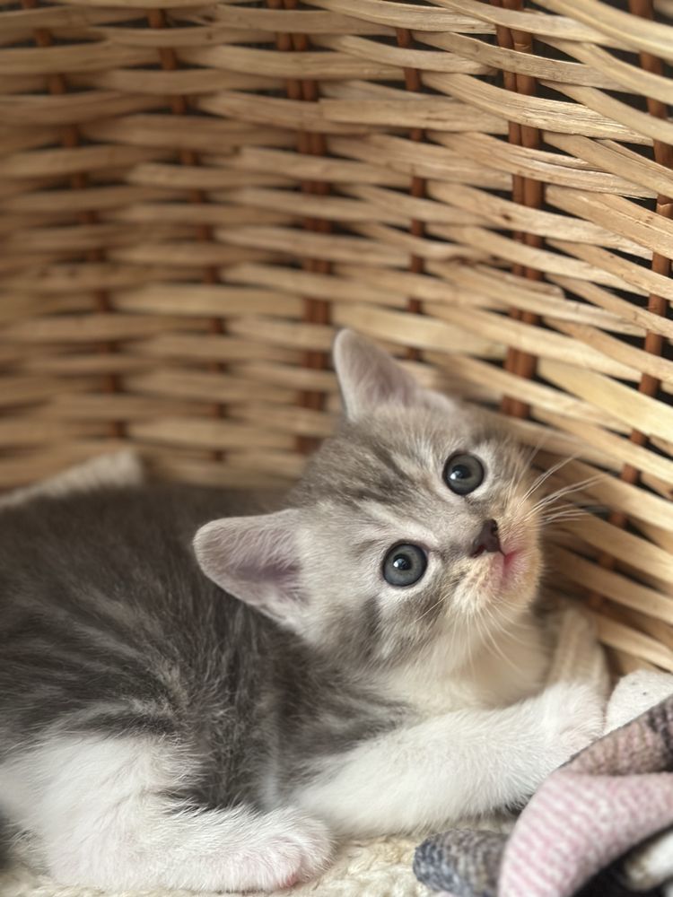 Котик в хороші рук