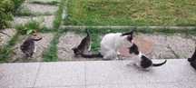 Gatinhos para adoção