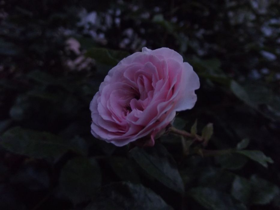 Fujifilm FinePix S2940