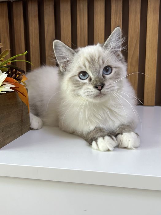 Kocurek Ragdoll , rodowod FPL.