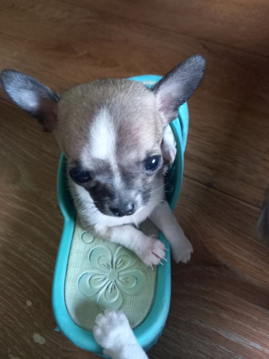 Щенки чихуаху