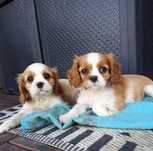 Cavalier King Charles Spaniel suczka znajdująca się po prawej stronie