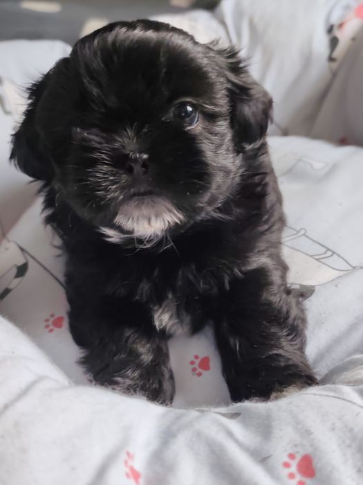 TASHA cudowna czarna dziewczynka Shih-Tzu gotowa na zmianę domu