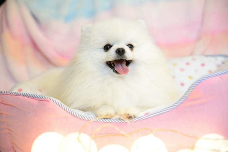 Pomeranian mini sunia biała
