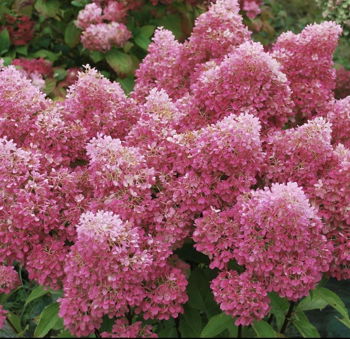Hortensja bukietowa 'Petite Flori' Hydrangea paniculata P9