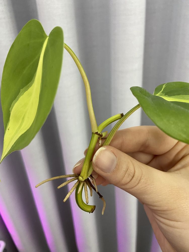 Philodendron brasil 2