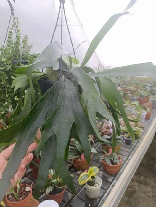 Platycerium Bifurcatum (Paproć Łosie Rogi) XL

Wymiary:

średnica: 19