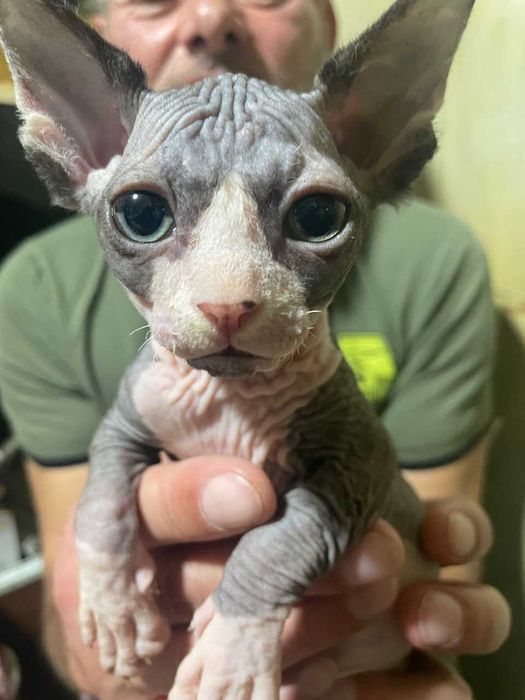 Кот породы Эльф Страйт тёмного окраса