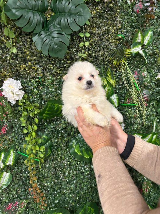 Spitz macho branquinho