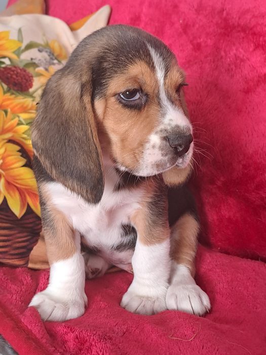 Beagle śliczny piesek.