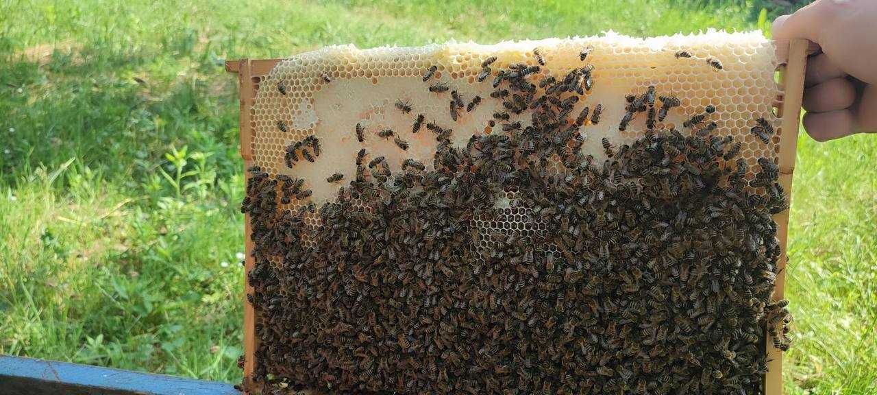 Унікальні бджолині матки Карпатської породи, Бескид та Синевир!