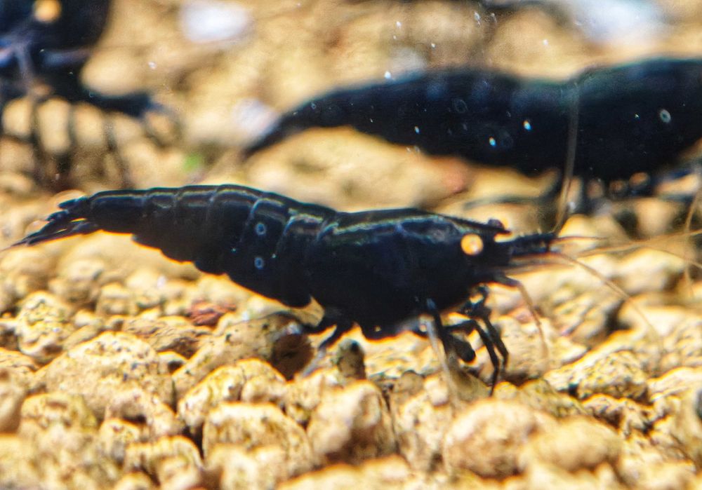 Krewetki Caridina Black Devil OE