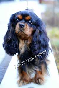 FCI Reproduktor Cavalier King Charles Spaniel