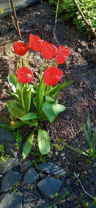 Продам луковиці червоних ʼбархатнихʼ тюльпанів.