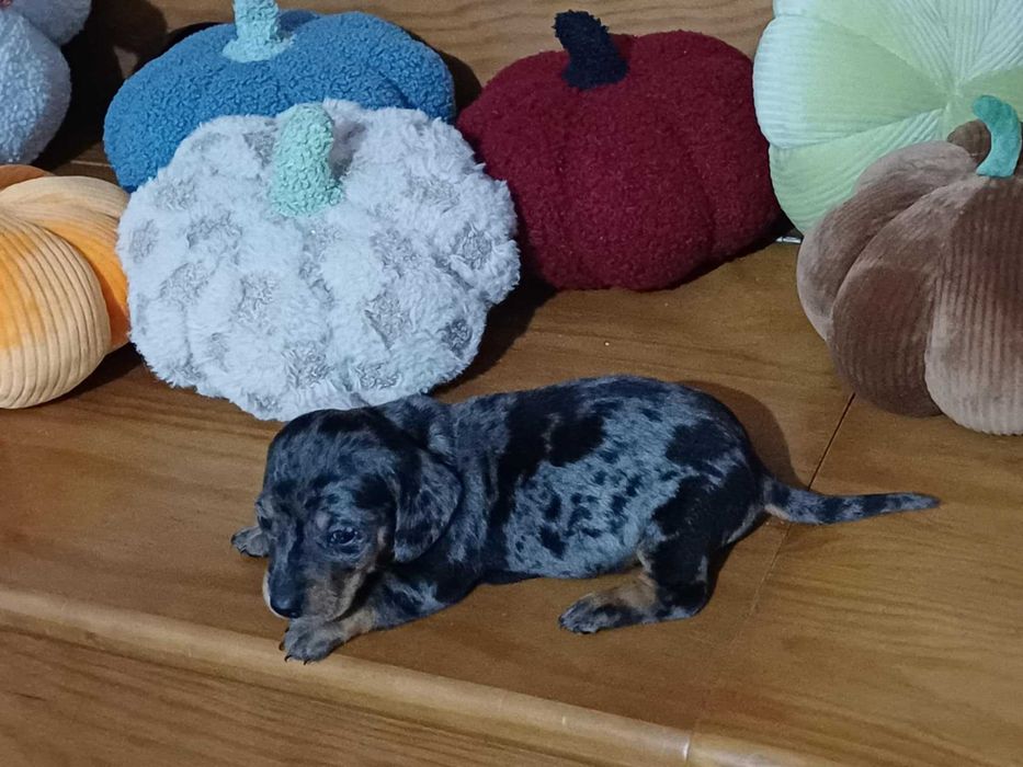 Teckel Miniatura - FEMEA ARLEQUIM