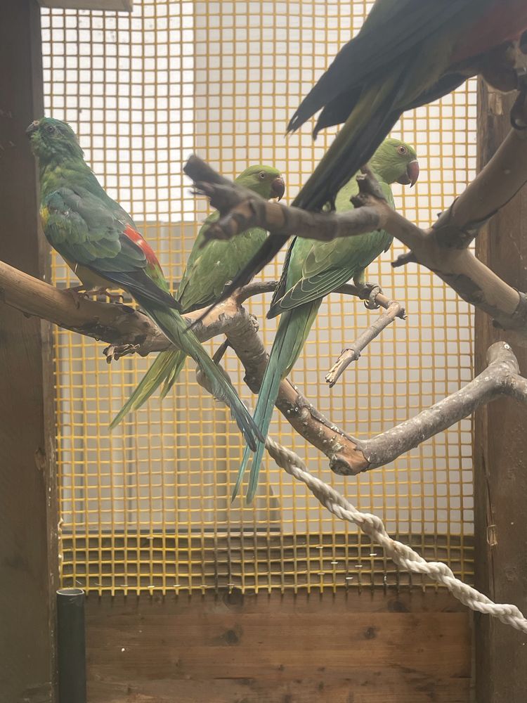 Lote de 16 aves