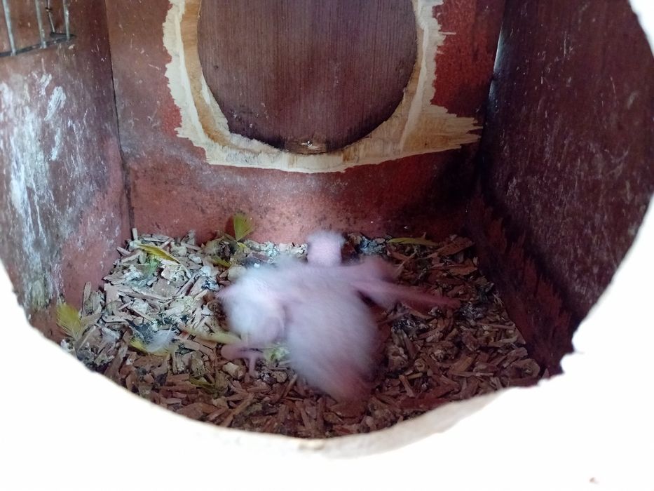 Kakariquis para criar à mão