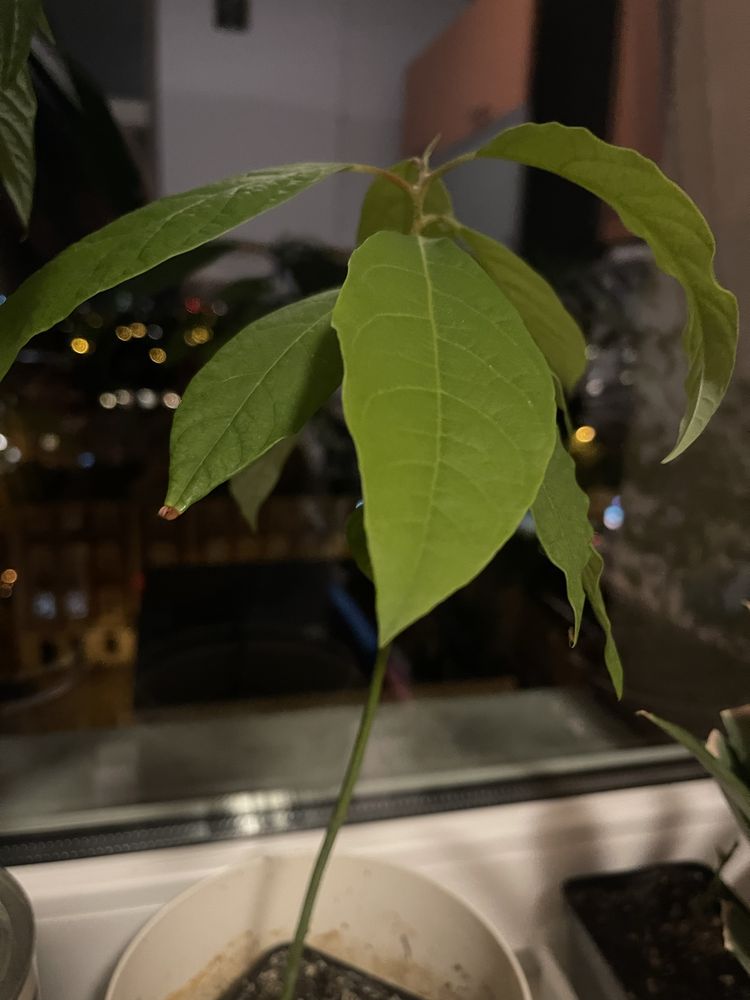 Awokado drzewko 25 cm